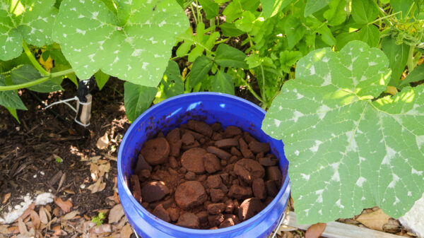 instagram-1-188 bucket full of used coffee grounds underneath a squash plant leaf